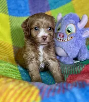 Rolo, a male Cavapoo for sale in Shirley, NY – Photo 3 of 6