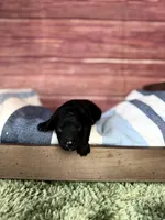 Leo, a male Maltipoo for sale in Shirley, NY – 3 of 4