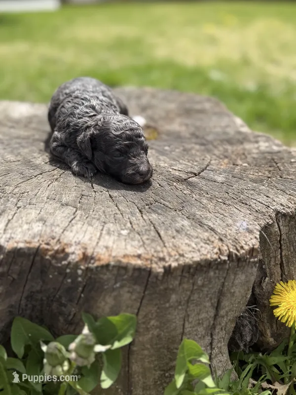 Navy bleu (rare dilute color) – Poodle - Toy  puppy for sale in Shirley, NY