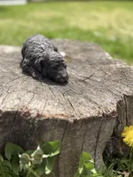 Navy bleu (rare dilute color), a female Poodle - Toy  for sale in Shirley, NY – Photo 1 of 4