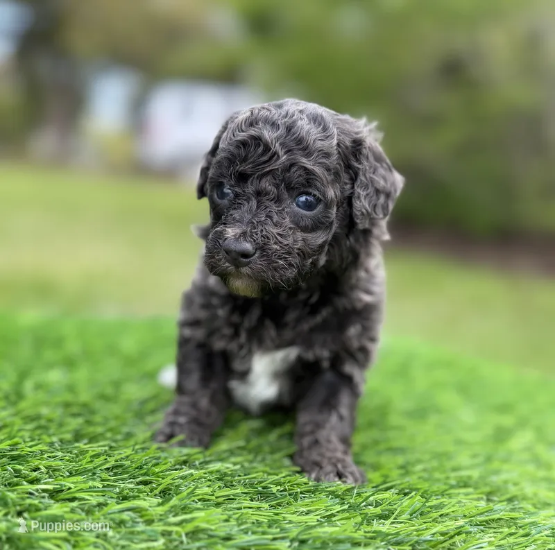 Navy bleu (rare dilute color) – Poodle - Toy  puppy for sale in Shirley, NY