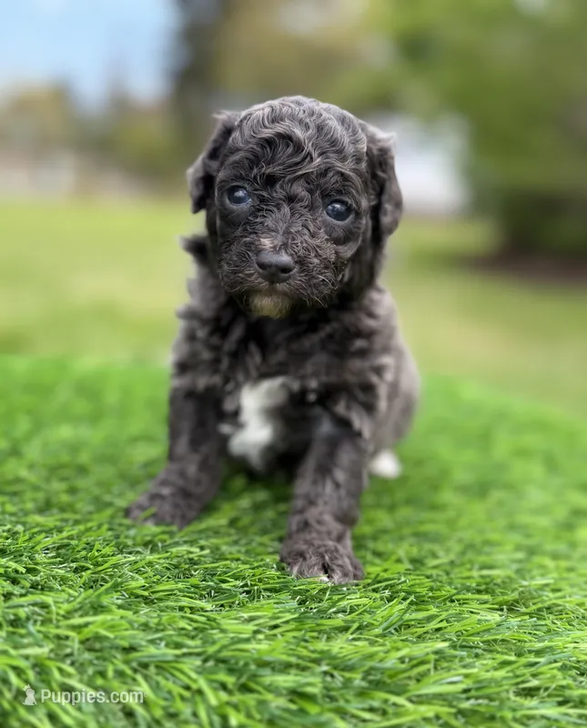 Navy bleu (rare dilute color) – Poodle - Toy  puppy for sale in Shirley, NY