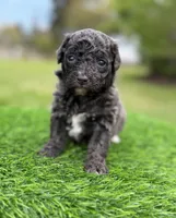 Navy bleu (rare dilute color), a female Poodle - Toy  for sale in Shirley, NY – 1 of 5