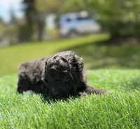 Navy bleu (rare dilute color), a female Poodle - Toy  for sale in Shirley, NY – 3 of 5