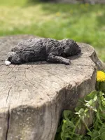 Navy bleu (rare dilute color), a female Poodle - Toy  for sale in Shirley, NY – Photo 2 of 4