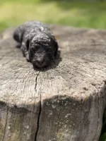Navy bleu (rare dilute color), a female Poodle - Toy  for sale in Shirley, NY – Photo 3 of 4