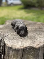 Navy bleu (rare dilute color), a female Poodle - Toy  for sale in Shirley, NY – Photo 4 of 4