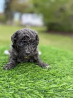 Navy bleu (rare dilute color), a female Poodle - Toy  for sale in Shirley, NY – 4 of 5