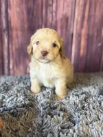 miles, a male Cockapoo for sale in Shirley, NY – Photo 3 of 4