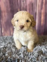 miles, a male Cockapoo for sale in Shirley, NY – Photo 2 of 4