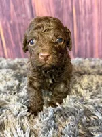 Gavin, a male Cockapoo for sale in Shirley, NY – Photo 2 of 4