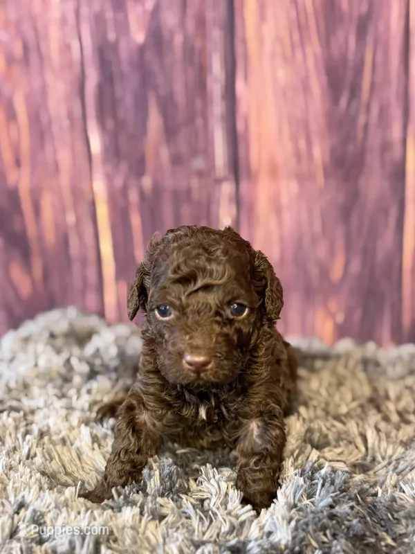 Gavin – Cockapoo puppy for sale in Shirley, NY