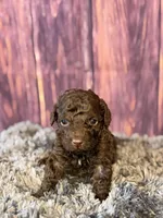 Gavin, a male Cockapoo for sale in Shirley, NY – Photo 1 of 4