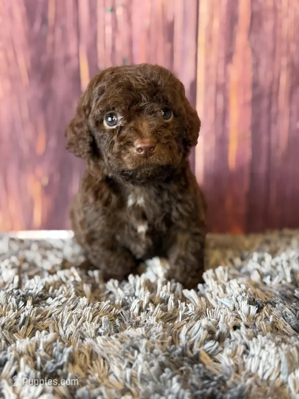 Gavin – Cockapoo puppy for sale in Shirley, NY