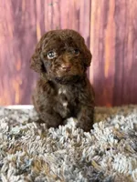 Gavin, a male Cockapoo for sale in Shirley, NY – Photo 1 of 4