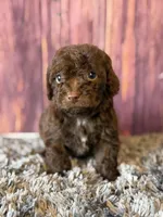 Gavin, a male Cockapoo for sale in Shirley, NY – Photo 4 of 4