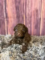 Gavin, a male Cockapoo for sale in Shirley, NY – Photo 3 of 4