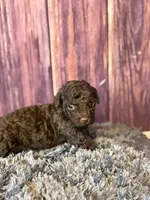 Gavin, a male Cockapoo for sale in Shirley, NY – Photo 4 of 4