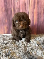 Gavin, a male Cockapoo for sale in Shirley, NY – Photo 3 of 4