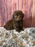 Gavin, a male Cockapoo for sale in Shirley, NY – Photo 2 of 4