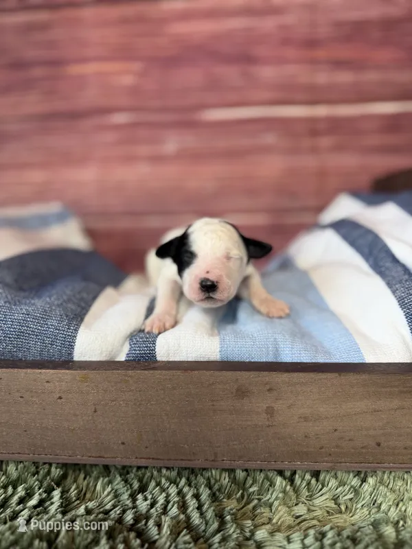 Elsie – Maltipoo puppy for sale in Shirley, NY