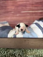 Elsie, a female Maltipoo for sale in Shirley, NY – 1 of 4