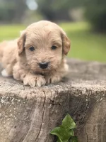 Nova, a female Cockapoo for sale in Shirley, NY – 2 of 9