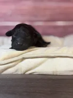 Nora , a female Cockapoo for sale in Shirley, NY – 4 of 5
