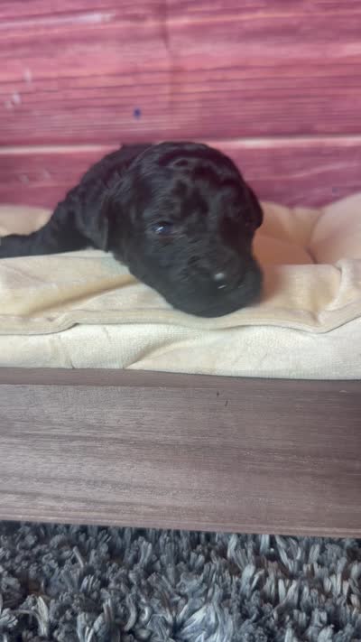 Nora , a female Cockapoo for sale in Shirley, NY – 7 of 8