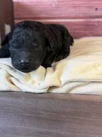 Bruno, a male Poodle - Toy  for sale in Shirley, NY – 4 of 5