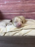 Nala, a female Cockapoo for sale in Shirley, NY – 3 of 4