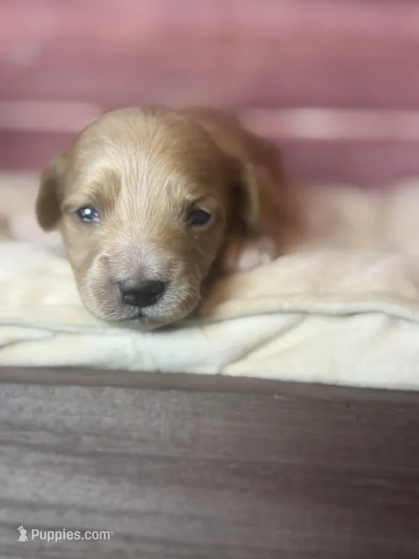 Nova – Cockapoo puppy for sale in Shirley, NY