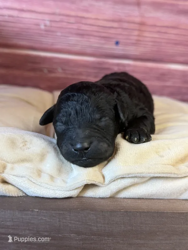 Bruno – Poodle - Toy  puppy for sale in Shirley, NY