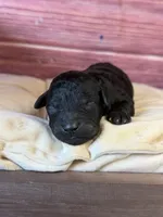Bruno, a male Poodle - Toy  for sale in Shirley, NY – 1 of 5
