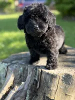 Nora, a female Cockapoo for sale in Shirley, NY – 2 of 4