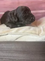 Nixon, a male Cockapoo for sale in Shirley, NY – 8 of 10