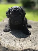 Nora , a female Cockapoo for sale in Shirley, NY – 6 of 8