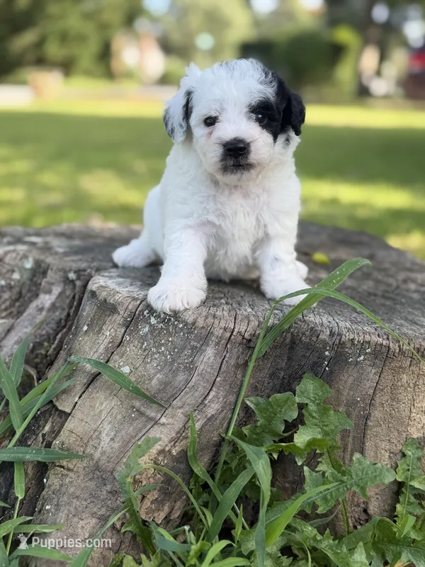 Boston – Poodle - Toy  puppy for sale in Shirley, NY
