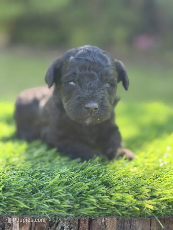 Leo – Maltipoo puppy for sale in Shirley, NY