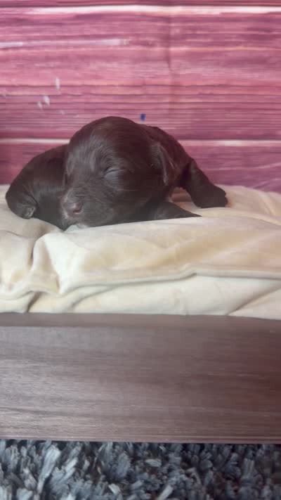 Nixon, a male Cockapoo for sale in Shirley, NY – 9 of 10
