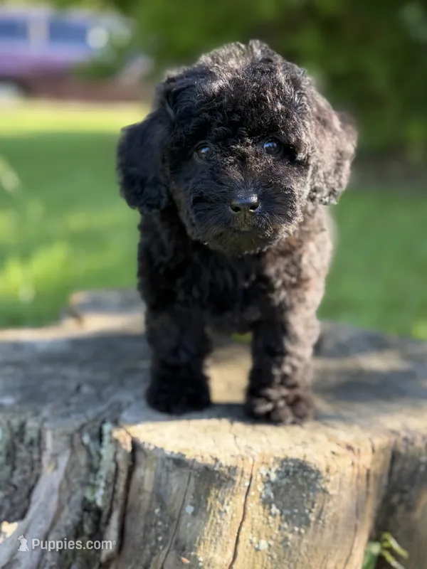 Nora  – Cockapoo puppy for sale in Shirley, NY