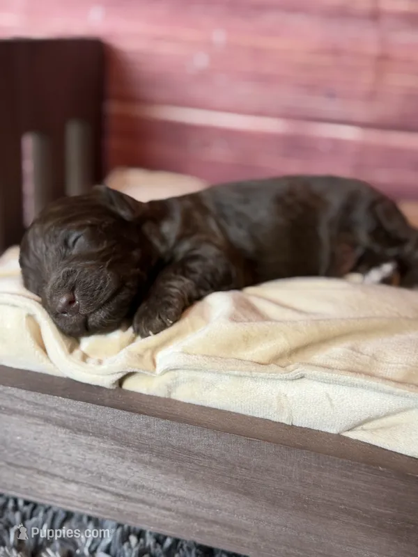 Nash – Cockapoo puppy for sale in Shirley, NY