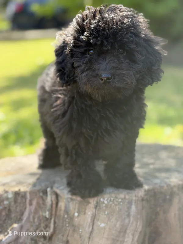 Nora – Cockapoo puppy for sale in Shirley, NY