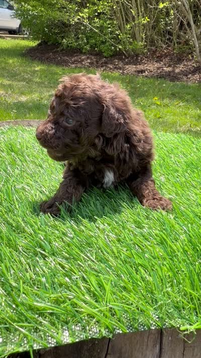 Camilla, a female Poodle - Toy  for sale in Shirley, NY – 5 of 5