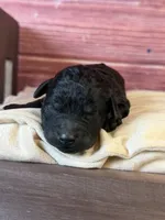 Bruno, a male Poodle - Toy  for sale in Shirley, NY – 2 of 5