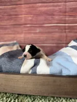 Rowan, a male Maltipoo for sale in Shirley, NY – 2 of 4