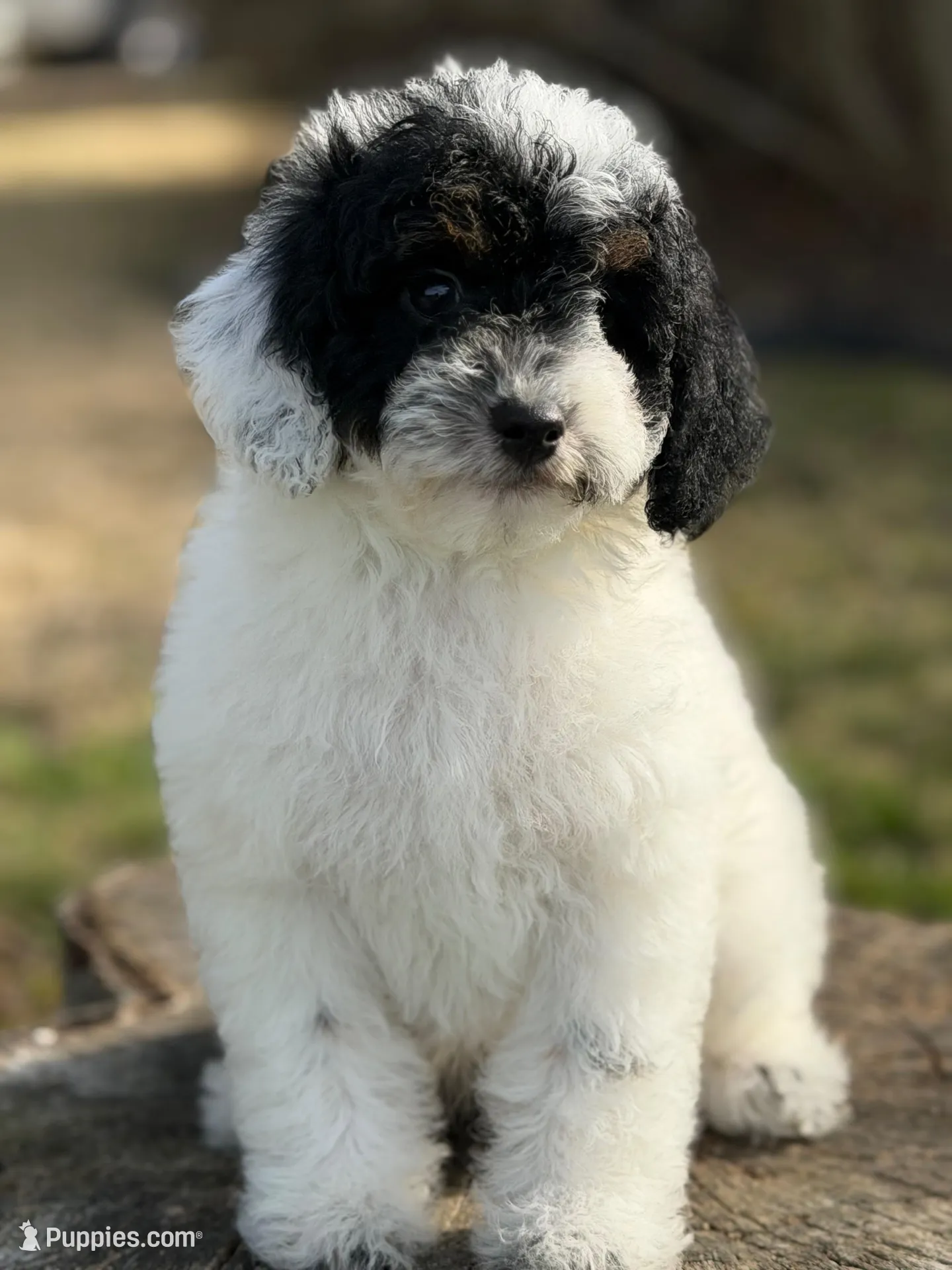 Mr. mustache – Poodle - Miniature  puppy for sale in Shirley, NY