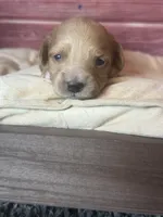 Nala, a female Cockapoo for sale in Shirley, NY – 5 of 10