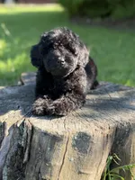 Nora, a female Cockapoo for sale in Shirley, NY – 4 of 4