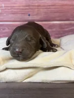 Nash, a male Cockapoo for sale in Shirley, NY – 3 of 6
